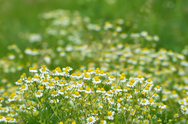 Wilde Blumen Feld Und Verschwommener Hintergrund Sonnigem Tag Frühling — Stockfoto
