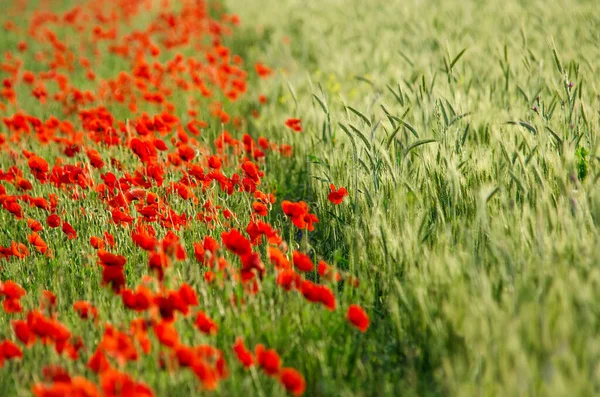 Flores Poppies Selvagens Verde Desfocado Fundo Dia Ensolarado Primavera — Fotografia de Stock