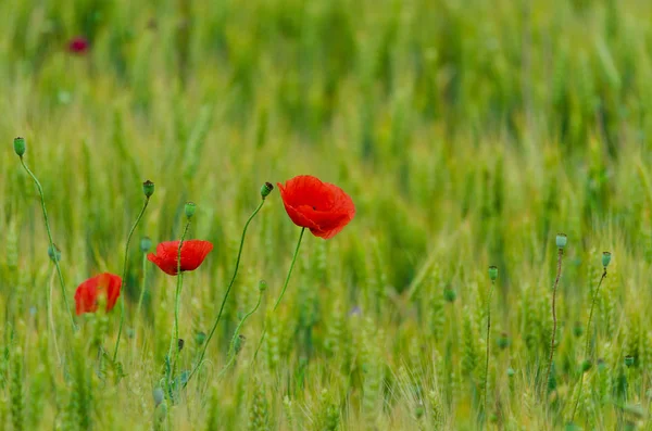 Flores Poppies Selvagens Verde Desfocado Fundo Dia Ensolarado Primavera — Fotografia de Stock