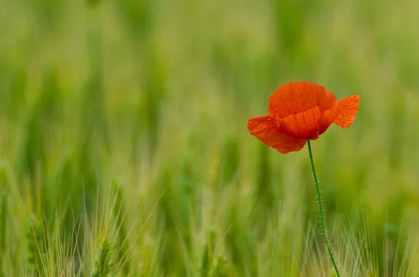 Fleurs Sauvages Coquelicots Rouges Dans Champ Blé Fond Flou — Photo