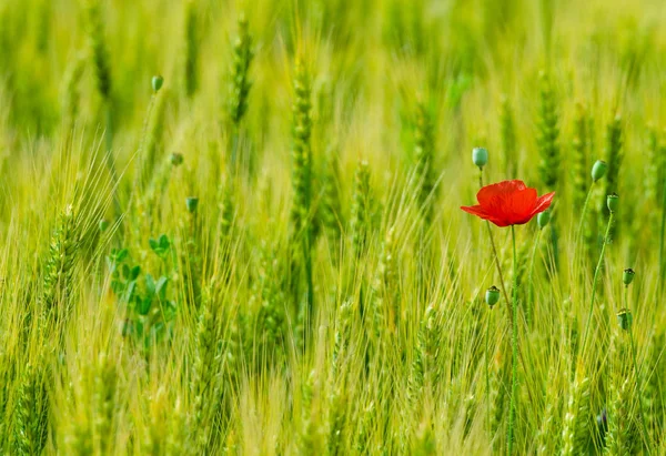 Fleurs Sauvages Coquelicots Rouges Dans Champ Blé Fond Flou — Photo