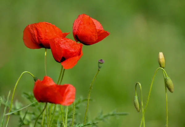 Flores Poppies Selvagens Verde Desfocado Fundo Dia Ensolarado Primavera — Fotografia de Stock