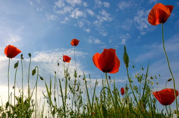 Fleurs Coquelicots Sauvages Fond Bleu Ciel Dans Journée Ensoleillée Printemps — Photo