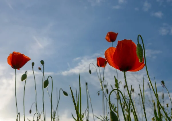 Flores Papoilas Selvagens Fundo Azul Céu Dia Ensolarado Primavera — Fotografia de Stock