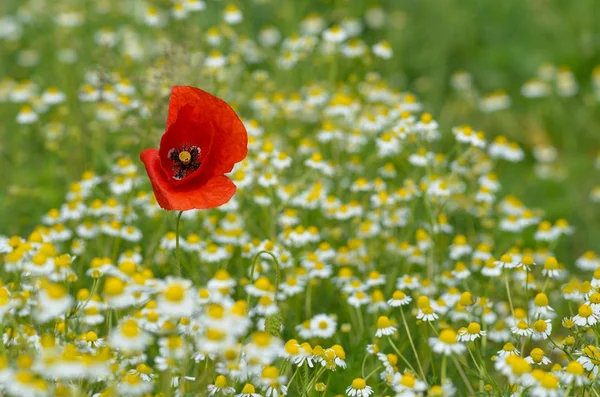 Champ Fleurs Sauvages Fond Flou Dans Journée Ensoleillée Printemps — Photo