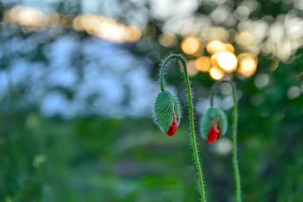 Zwei Rote Und Zarte Mohnblumen Vor Verschwommenem Hintergrund — Stockfoto