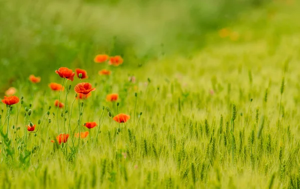 Wilde Mohnblumen Und Grün Verschwommener Hintergrund Sonnigem Tag Frühling — Stockfoto