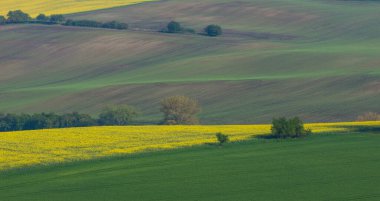 Çek Cumhuriyeti, Güney Moravya 'da kayan tepeler, yeşil buğday tarlaları ve sarı tecavüz sahalarıyla güzel ve renkli bir manzara.