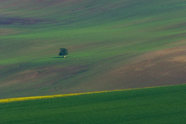 Bellissimo Colorato Paesaggio Astratto Con Dolci Colline Campi Grano Verde — Foto Stock