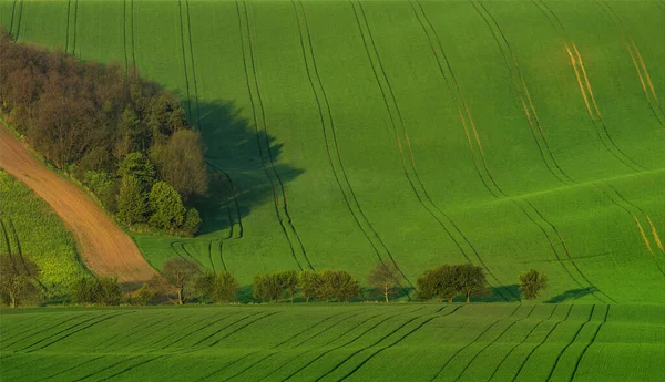 Hermoso Colorido Paisaje Abstracto Con Colinas Onduladas Campos Trigo Verde — Foto de Stock