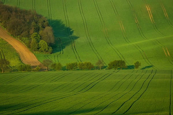 Paesaggio Astratto Bello Colorato Con Dolci Colline Campi Grano Verde — Foto Stock