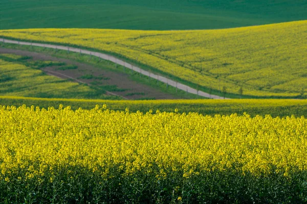 Чудовий Барвистий Абстрактний Пейзаж Прокат Пагорбів Зелених Пшеничних Полів Жовтих — стокове фото