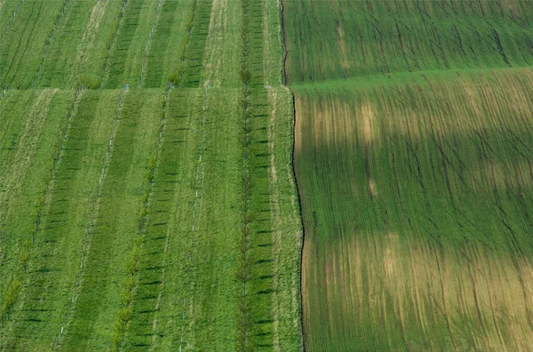 Чудовий Барвистий Абстрактний Краєвид Прогулюючими Пагорбами Зеленими Пшеничними Полями Південній — стокове фото