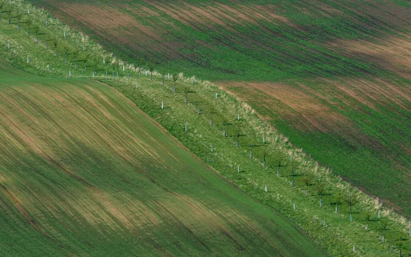 Hermoso Colorido Paisaje Abstracto Con Colinas Onduladas Campos Trigo Verde —  Fotos de Stock