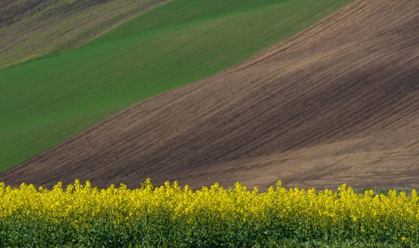 Piękny Kolorowy Abstrakcyjny Krajobraz Pagórkami Zielonymi Polami Pszenicy Żółtymi Polami — Zdjęcie stockowe