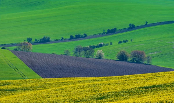 南モラビア チェコ共和国の丘陵 緑の小麦畑と黄色の菜の花畑と美しくカラフルな抽象的な風景 — ストック写真