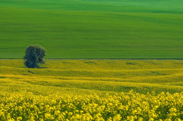 Чудовий Барвистий Абстрактний Пейзаж Прокат Пагорбів Зелених Пшеничних Полів Жовтих — стокове фото