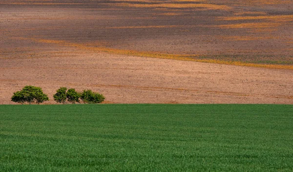 Hermoso Colorido Paisaje Abstracto Con Colinas Onduladas Campos Trigo Verde —  Fotos de Stock