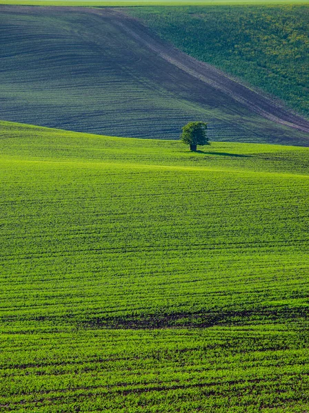 Piękny Kolorowy Abstrakcyjny Krajobraz Pagórkami Zielonymi Polami Pszenicy Morawach Południowych — Zdjęcie stockowe