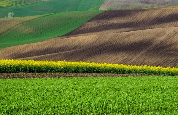 Piękny Kolorowy Abstrakcyjny Krajobraz Pagórkami Zielonymi Polami Pszenicy Żółtymi Polami — Zdjęcie stockowe