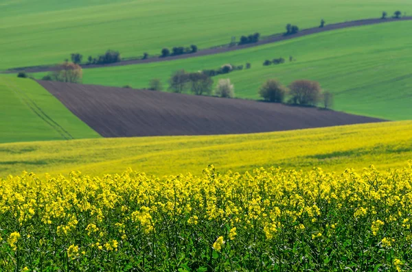Schöne Und Farbenfrohe Abstrakte Landschaft Mit Sanften Hügeln Grünen Weizenfeldern — Stockfoto
