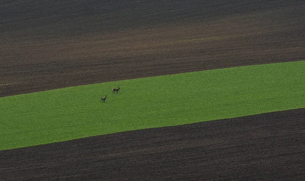 Deer Beautiful Colorful Abstract Landscape Rolling Hills Green Wheat Fields — Stock Photo, Image