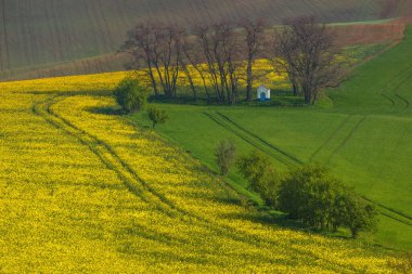 Tecavüz ve buğday tarlalarıyla çevrili küçük beyaz Santa Barbara şapeli. Çek Cumhuriyeti, Güney Moravya 'da dalgalı tepeleri olan güzel soyut renkli manzara.