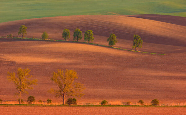 Rural abstract landscape with chestnut alley in South Moravia, Czech Republic