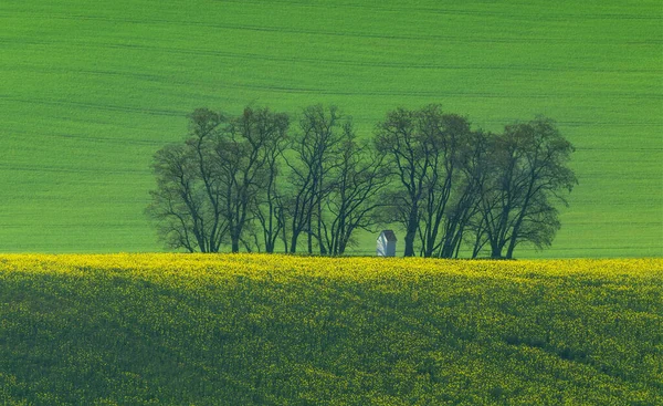 Die Kleine Weiße Kapelle Santa Barbara Umgeben Von Raps Und — Stockfoto