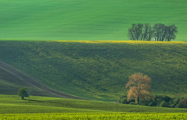 Die Kleine Weiße Kapelle Santa Barbara Umgeben Von Raps Und — Stockfoto