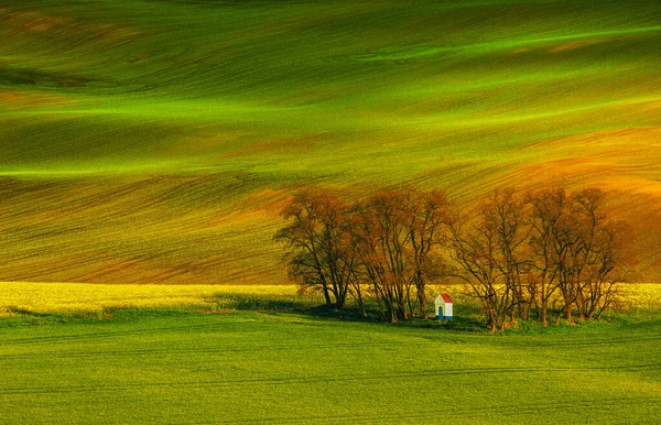 Malá Bílá Kaple Santa Barbaře Obklopená Poli Znásilněním Pšenicí Krásná — Stock fotografie