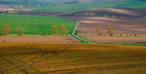 Abstrakte Landschaft Mit Kastanienallee Südmähren Tschechische Republik — Stockfoto