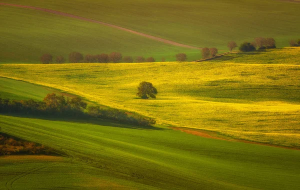 Vidéki Absztrakt Táj Gesztenyefasorral Dél Morvaországban Cseh Köztársaság — Stock Fotó