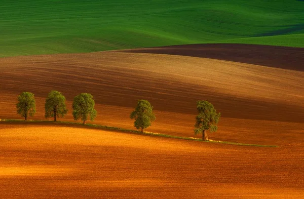 Abstrakte Landschaft Mit Kastanienallee Südmähren Tschechische Republik — Stockfoto