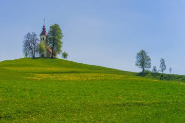 İlkbaharda Slovenya kırsalında bir tepede küçük sevimli bir kilise ve çiçek açan karahindibalar ve nergisler kır çiçekleri. Slovenya 'da güneşli bir bahar sabahı.