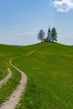 İlkbaharda Slovenya kırsalında bir tepede küçük sevimli bir kilise ve çiçek açan karahindibalar ve nergisler kır çiçekleri. Slovenya 'da güneşli bir bahar sabahı.