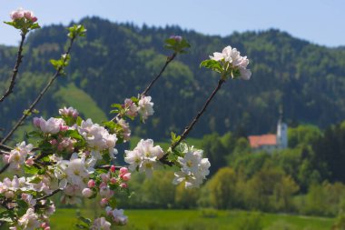 Slovenya 'nın baharda kırsalında çiçek açan ağaç dalları ve arka planda Slovenya' da küçük sevimli bir kilise var. Seçici odak