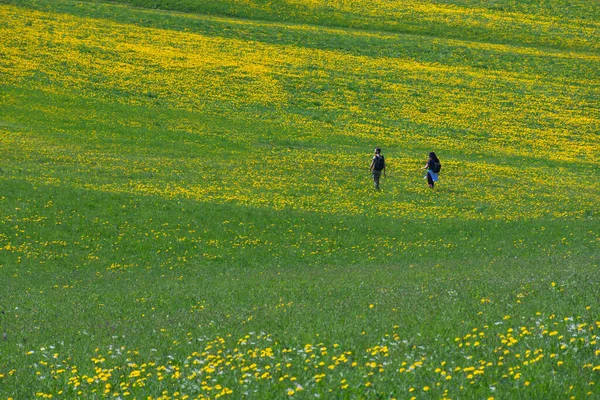 Eslovênia Abril 2018 Campo Dentes Leão Florescendo Pessoas Andando Campo — Fotografia de Stock