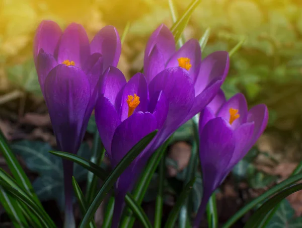 Kwitnące Purpurowe Kwiaty Krokusa Pierwsze Wiosenne Kwiaty Lesie Piękne Poranne — Zdjęcie stockowe