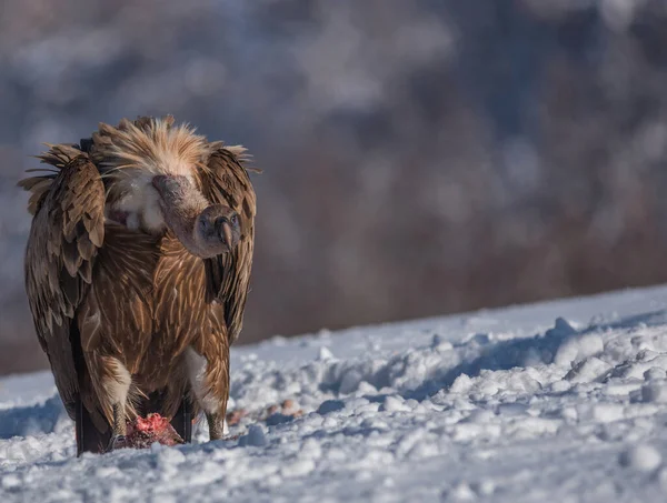 Buitres Leonados Gyps Fulvus Las Montañas Paisaje Invierno — Foto de Stock