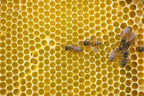 Primer Plano Abejas Panal Colmena Enfoque Selectivo — Foto de Stock