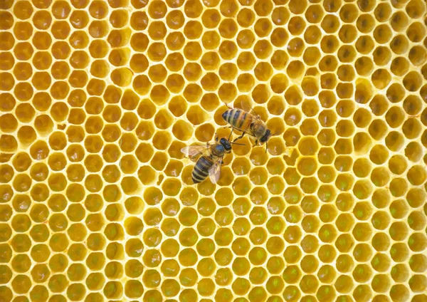 Primer Plano Abejas Panal Colmena Enfoque Selectivo — Foto de Stock