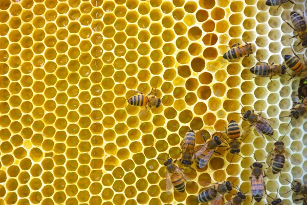 Primer Plano Abejas Panal Colmena Enfoque Selectivo — Foto de Stock