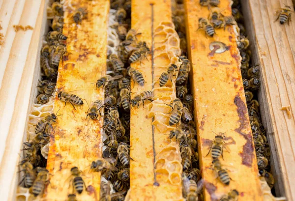 Primer Plano Abejas Panal Colmena Enfoque Selectivo — Foto de Stock