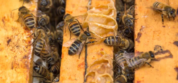 Primer Plano Abejas Panal Colmena Enfoque Selectivo — Foto de Stock