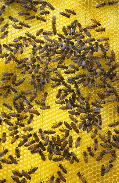 Primer Plano Abejas Panal Colmena Enfoque Selectivo — Foto de Stock