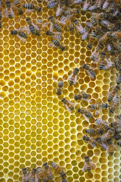 Primer Plano Abejas Panal Colmena Enfoque Selectivo — Foto de Stock