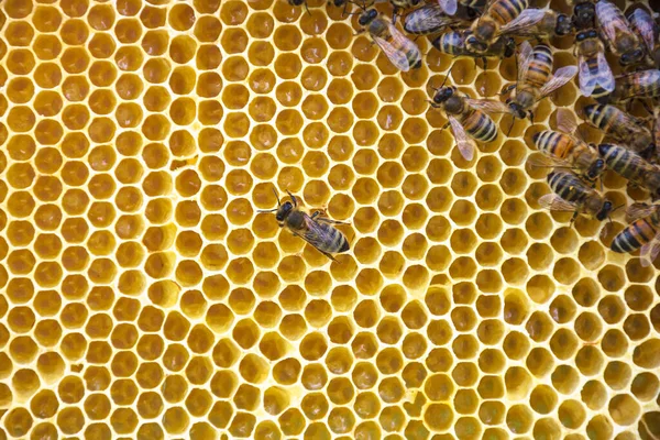 Primer Plano Abejas Panal Colmena Enfoque Selectivo — Foto de Stock