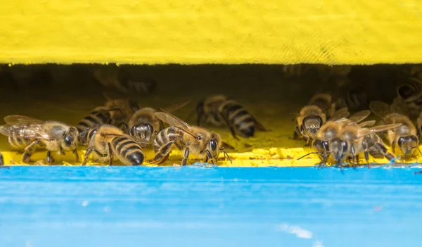 Primer Plano Las Abejas Colmena Enfoque Selectivo — Foto de Stock