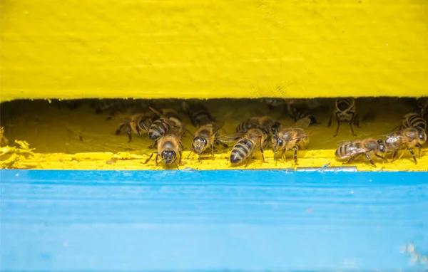 Close Bees Hive Selective Focus — Stock Photo, Image